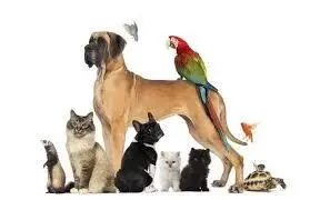 Animaux