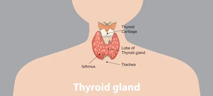 Thyroide
